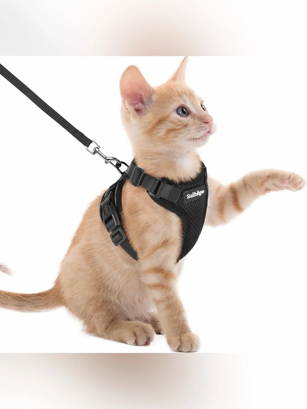 NWOT BLACK CAT HARNESS SIZE XXS